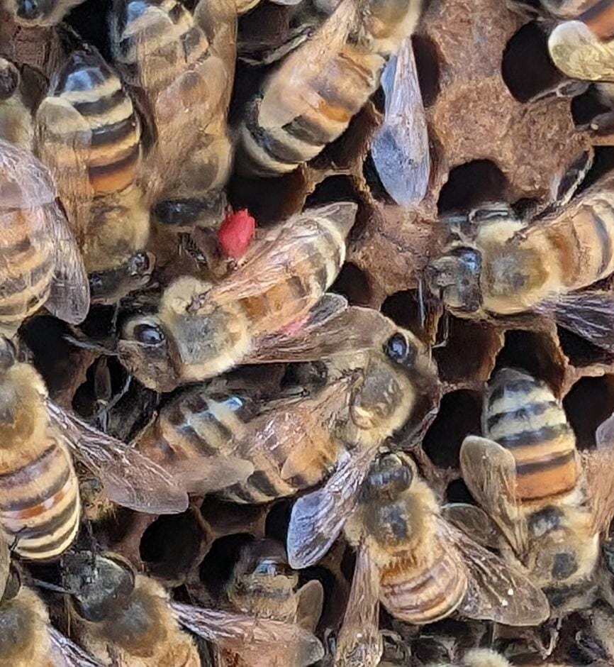 A close view of honeybees moving across wax comb