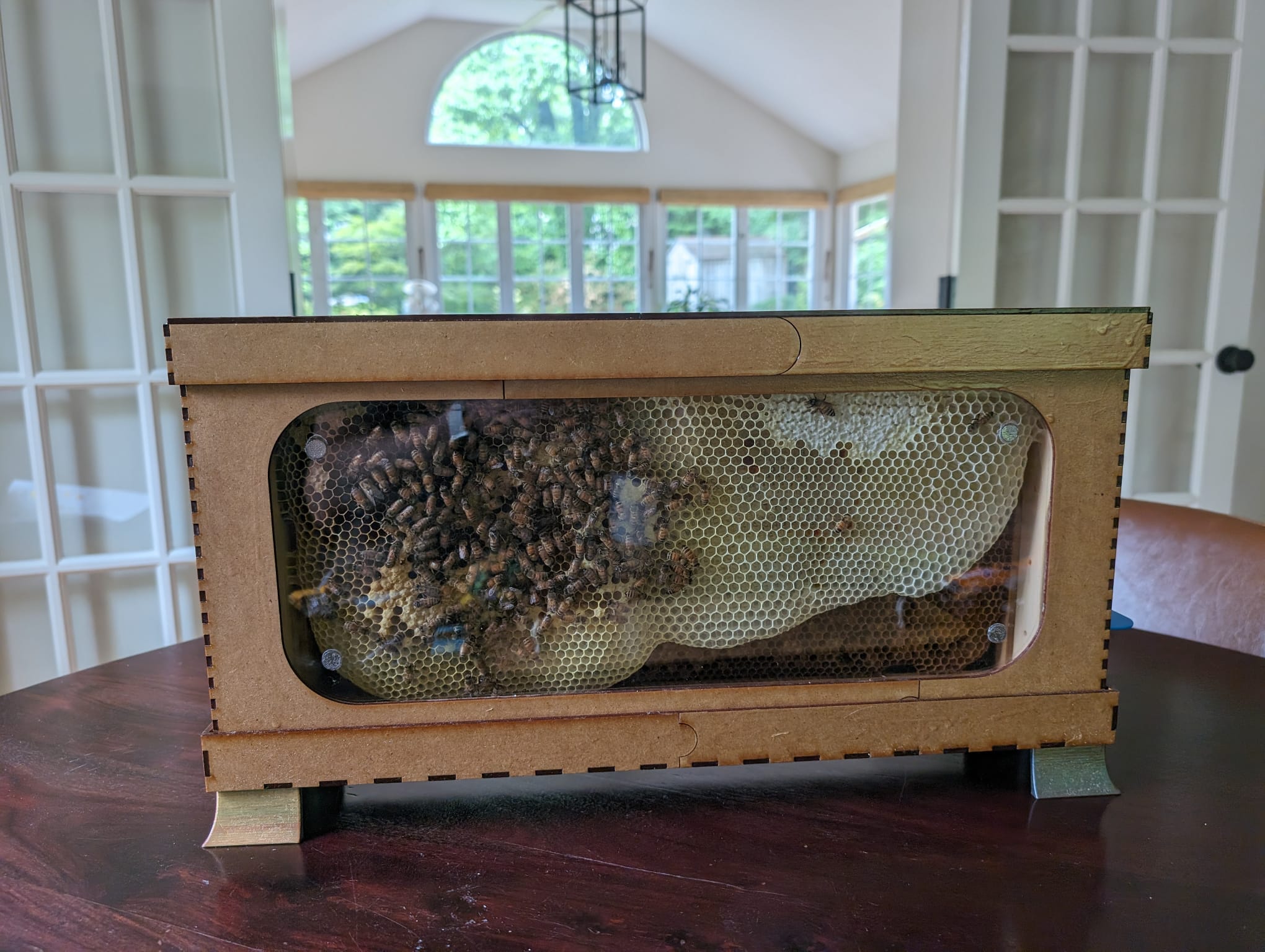 Bees and honeycomb visible through the window of a wooden observation hive
