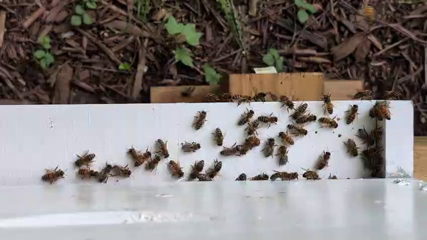 Original photograph of bees near a hive entrance
