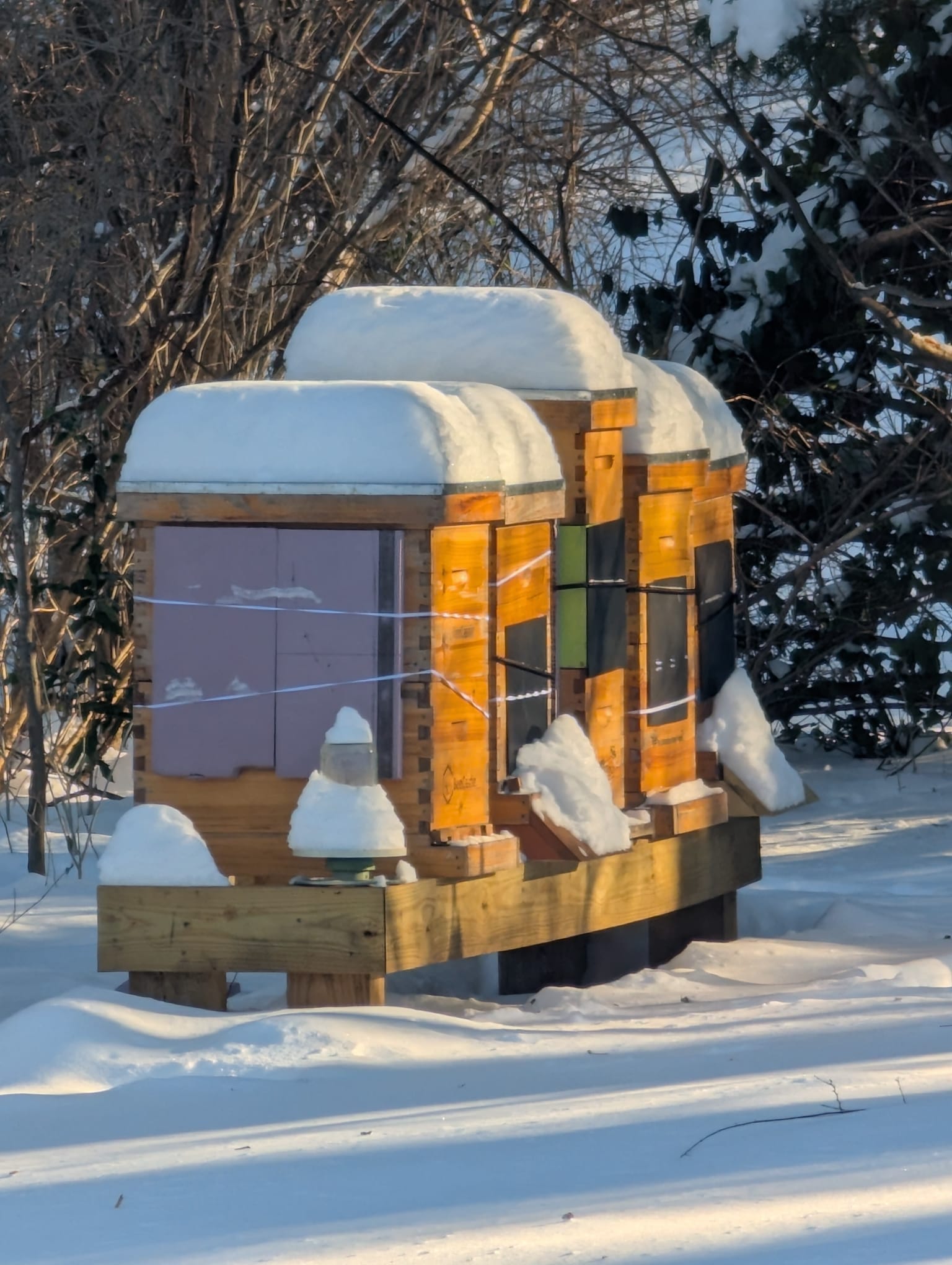 Protected beehives standing in the snow